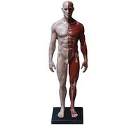 Anatomy model Male/Female Anatomy Figure - Human Body Musculoskeletal Human Muscle Skeleton Human Body Anatomy Figure for Artist Drawing Study