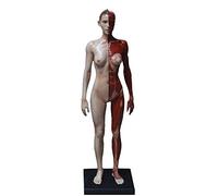 Anatomy model Male/Female Anatomy Figure - Human Body Musculoskeletal Human Muscle Skeleton Human Body Anatomy Figure for Artist Drawing Study