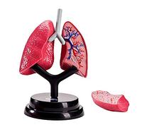 Anatomy Model, Medical Anatomical Lung Model - Human Organ Anatomical Model - Detachable Lung Model Human Respiratory System Lung Structure Anatomy- for Study Display Teaching Medical Model for Medi