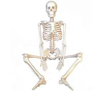 Anatomy model Mini Medical Skeleton Model, Anatomical Skeleton Model with Metal Base, for Classrooms, Laboratories, Offices, Good Learning and Educational Tool