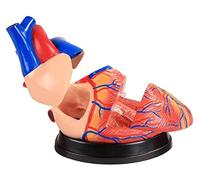 Anatomy Model model Human Heart Models 3D Model Study on and Physiology Tools for Students-with Guide for Medical Demonstration