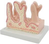 Anatomy Model of Human Intestinal Villi Teaching Aid Anatomical Colon Villi Model for The Study of Diseases Model of Anatomical Organs for Medical Student Lab Classroom Use