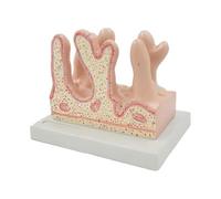 Anatomy Model of Human Intestinal Villi Teaching Aid, Anatomical Colon Villi Model for The Study of Diseases Model of Anatomical Organs