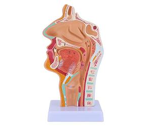 Anatomy Model of Nasal Cavity Throat Model Human Anatomical Pharynx Larynx for Students Study Teaching Display