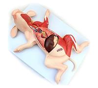Anatomy Model of Pig - Detailed Fetus Structure, Anatomical Muscles, and Internal Organs for Educational Study Tool