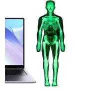 Anatomy Model of the Human Body, Figure and Tools Toys - Anatomical for Boys Girls Learning Experiences from 8