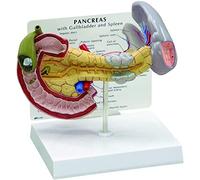 Anatomy Model Pancreas, Biliary & Duodenum Anatomy Model, Gallbladder | Spleen, pancreas, biliary tract, duodenum & gallbladder, normal & pathological anatomy, teaching laboratories, reusable