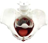 Anatomy Model Pelvis Model Basic Anatomy PVC Female Pelvis Skeleton Model Female Pelvis Skeleton Pattern 26 * 18 * 22CM