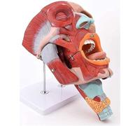 Anatomy Model PVC Human Nose Mouth and Throat Cavity Head Face Muscles Anatomical Model Medical Specimens Stomatology Otolarynogy for Offices and Classrooms Medical Learning Resources