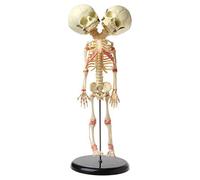 Anatomy model Scientific Human Skeleton Anatomy Model - Human Double Head Anatomy Skull Skeleton Anatomical Brain Model,37Cm Anatomy Education Skull Skeleton Model - for Education Aid