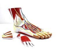 Anatomy model Scientific Model of Foot with Muscles, Foot Hierarchy Anatomy, Foot Joint Muscle Neurovascular Ligament Model Foot Joint for