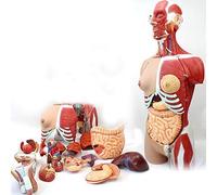 Anatomy model Skeleton, Dual-Sex Human Torso Model, 85cm Life-Size Human Body Model Has 29 Removable Human Organs, Anatomy Anatomical Internal Organs for Teaching