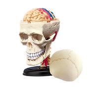 Anatomy model Skeleton Model, 4D Human Anatomy Cranial Skull Model, Human Skull with Brain 39-Part Life-Size Anatomy for Science Classroom Study Display Teaching Medical Model