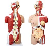 Anatomy model, Skeleton Model 85CM Human Torso Body Model Internal Organs Detachable Muscle 29 Parts for School Education