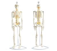 Anatomy model Skeleton Model 85cm Of Human body mini skeleton with painted muscles, life-size - learning model, Classic teaching aids to investigation