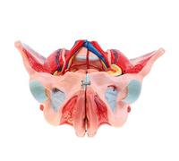 Anatomy Model, Skeleton Model, Female Pelvis Model For Natural Size Students, Includes Female Pelvis, Reproductive And Pelvic Organs, Vascular Nerves And Others