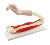Anatomy model Skeleton Model Human Elbow Joint with Muscles Human Body Anatomy Model Elbow Joint for Doctors Office Educational Tool Human Organ Model