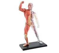 Anatomy model Skeleton Model Human Skeleton Model for Anatomy Human Skeleton Model Scientific Model for Study Basic Details of Human Skeletal System(Muscle)