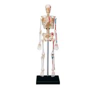Anatomy model Skeleton Model Human Skeleton Model for Anatomy Human Skeleton Model Scientific Model for Study Basic Details of Human Skeletal System(Skeleton)