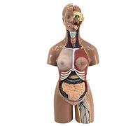 Anatomy model Skeleton Model Model of the human torso anatomy, Removable human organs Uni torso body anatomy model 55cm removable 19-Piece