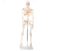 Anatomy model Skeleton Stand with Wheels - Medical Human Sized Model Real for Teaching Laboratories