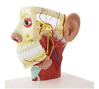 Anatomy model Skull, Human Head Model, Human Anatomical Half Head Face Anatomy Medical Brain Neck Median Section Study Model, Nerve Blood for Teaching Learning Tool