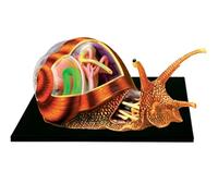 Anatomy Model Snails, 4D Vision Puzzle Assembly Toy, Removable 32 Body Parts for Educational Demonstration and Animal Teaching