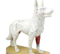 Anatomy Model Study Model Educational Dolls Animal Acupuncture Model Animal Dog/Cat Model Cat And Dog