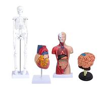 Anatomy model, Teaching Model Human 4Pcs Brain Torso Body Heart Set 3D Assembly Of Organs With Movable Arms And Legs Skeleton