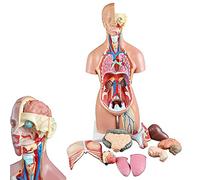 Anatomy model Teaching Model,Human Body Model 55/85Cm Torso Model Can Be Detached 21PCS/23PCS Male And Female Reproductive Organs Human Organs With Internal Organs