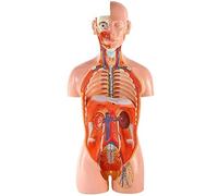 Anatomy Model, Unisex High- End Deluxe Human Model Body Models for Teaching Resources Detachable 27 Parts Medical Demonstration Skeleton