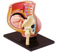 Anatomy Model Uterus and Fetus Model at Nine Months of Pregnancy Pelvic Cavity Model Anatomical Model Life Size with Re