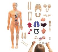 Anatomy Models Human Body 3D - Realistic Anatomical Models - Teaching Aid Tool for Children Ages 6+ College Classroom Teachers Art Studio Learners School Science Educators Home Students