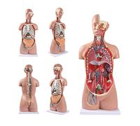 Anatomy Models Medical Human Body Model Human Torso Model Anatomy Manikin 17 Detachable Parts 85Cm Genderless Anatomical Torso Model Educational Organs Model The teaching study