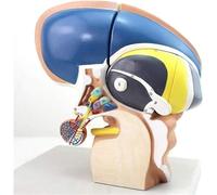 Anatomy Models Neuro Anatomical Thalamic Model - 4 Part Suitable for Medical Teaching Human Diencephalon Model Thalamus Model 4 Parts 3X Magnification Brain Nervous System Human
