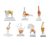 Anatomy Models Set - Human Shoulder, Elbow, Hip, Knee, Hand, Foot Joint Bone Models for Teaching, Detailed with Ligaments, 6 Pieces