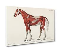 Anatomy Of A Horse Canvas Print | Gallery Wrapped 30mm Frame Wall Art | 20x14 inches | Ready to Hang | Retro Animals Picture | Living Room Bedroom Lounge Office
