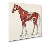 Anatomy of a Horse Canvas Print | Gallery Wrapped 30mm Frame Wall Art | 20x20 inches | Ready to Hang | Modern Animals Picture | Living Room Bedroom Lounge Office