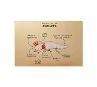 Anatomy Of An Axolotl Metal Sign Vintage Farm Decor Axolotl Knowledge Tin Poster Home Office Room Plaque Wall Decoration 8x12 Inches