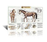Anatomy of Horse Posters Horse Knowledge Farm Club School Education Kitchen Home Wall Decoration Gift Framed 16x24inch