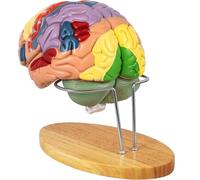 Anatomy Of Human Brain Model 2X Life Size Anatomical Brain Model For Neuroscience With Color Coded Removable Brain Model