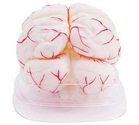 Anatomy Of Human Brain Structure Model, Cerebral Cortex Neural Model, 1:1 Human Brain Model