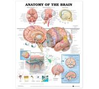 Anatomy of the Brain Anatomical Chart