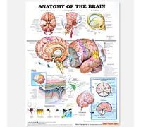 ANATOMY OF THE BRAIN Wall Chart Anatomy of the Human Body Posters & Prints Medical Teaching Canvas Painting Wall Decor Sticker (without Framed) (16x12 inch (40x30cm))