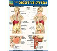 Anatomy of the Digestive System: QuickStudy Laminated Reference Guide (Quick Study Academic)