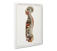 Anatomy Of The Human Body Canvas Print | Gallery Wrapped 30mm Frame Wall Art | 20x14 inches | Ready to Hang | Retro Picture | Living Room Bedroom Lounge Office