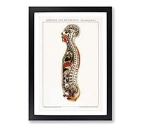 Anatomy of The Human Body Framed Print | A2 Black Framed Wall Art | Ready to Hang | Modern Nature Picture | Living Room Bedroom Lounge Office