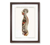 Anatomy of The Human Body Framed Wall Art Print A2 Walnut