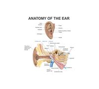 Anatomy Of The Human Ear Diagram Chart Cool Wall Decor Art Print Poster 30x46