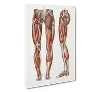 Anatomy of the Leg Muscles by Carl Ernst Bock Canvas Print for Living Room Bedroom Home Office Décor, Wall Art Picture Ready to Hang, 30 x 20 Inch (76 x 50 cm)